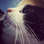 Beautiful Tucker